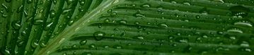 nachhaltige Regenschirme