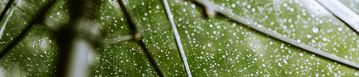 Transparenter Regenschirm mit Wassertropfen auf der Oberfläche