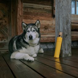 Knirps Timber Regenschirm in Curcuma Gelb, im Bild ist ein Husky Hund zu sehen